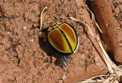 Australoneda bourgeoisi