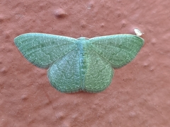 Phaiogramma faustinata