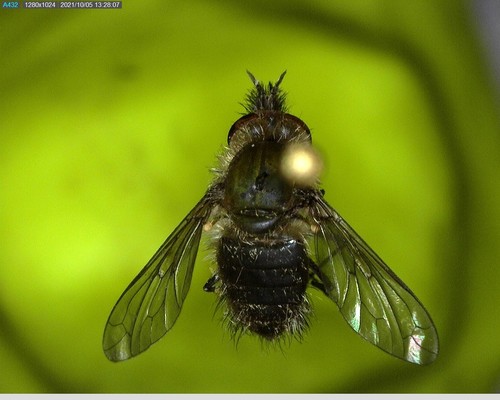 iNaturalist observation photo of Conophorus