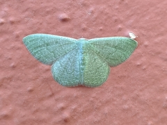 Phaiogramma faustinata