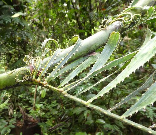 Rattan Palm (Eremospatha laurentii)