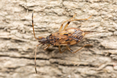 Ozophora occidentalis