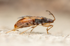 Ozophora occidentalis