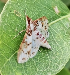 Azochis rufidiscalis