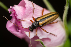 Cortodera longicornis