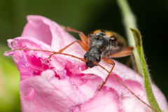Cortodera longicornis