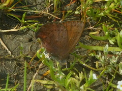 Callophrys augustinus iroides