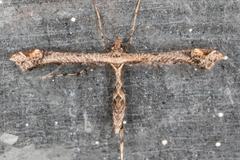 Anstenoptilia marmarodactyla