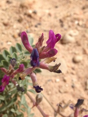 Astragalus amphioxys