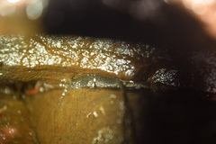 Desmognathus abditus