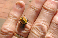 Australoneda bourgeoisi