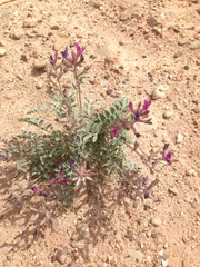 Astragalus amphioxys