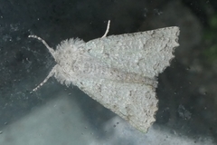 Declana niveata