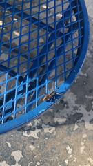 Arilus cristatus
