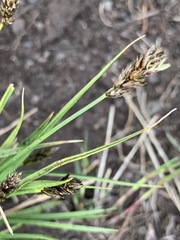 Carex hoodii