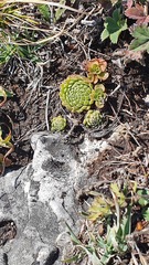 Sempervivum pumilum