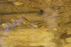 Notemigonus crysoleucas