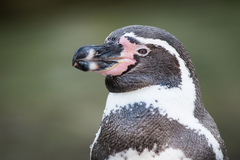 Humboldt Penguin photo 2