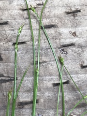 Carex leptalea leptalea