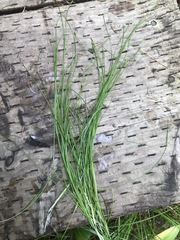 Carex leptalea leptalea