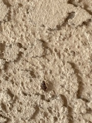 Nysius raphanus