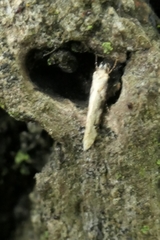 Crypsitricha mesotypa