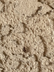 Nysius raphanus