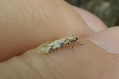 Crypsitricha mesotypa