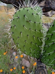 Opuntia hyptiacantha