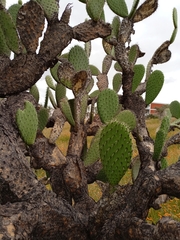 Opuntia hyptiacantha