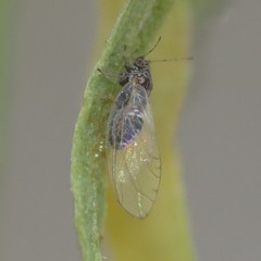 Bactericera cockerelli