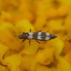 Aeolothrips