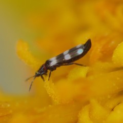 Aeolothrips