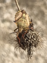 Carpocoris mediterraneus atlanticus