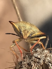 Carpocoris mediterraneus atlanticus