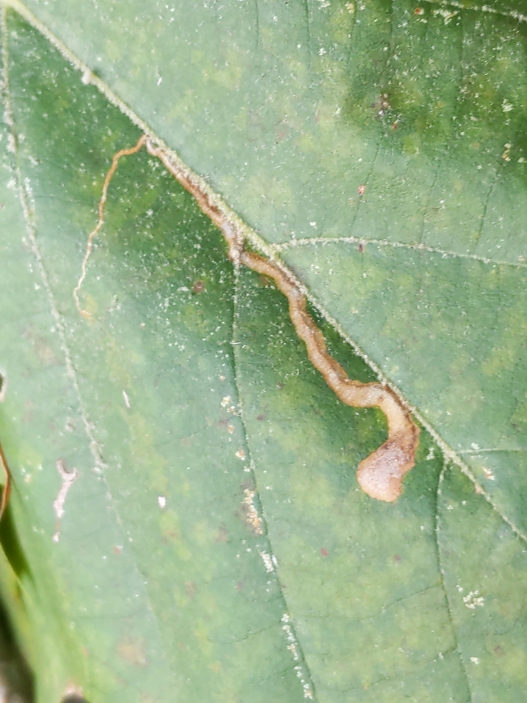 Ectoedemia clemensella
