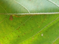 Ectoedemia clemensella