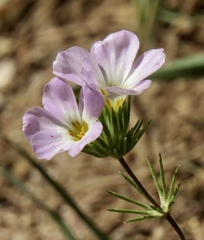 Leptosiphon grandiflorus