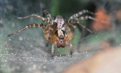 Agelenidae