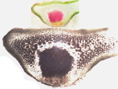 Ahnfeltiopsis devoniensis