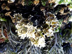 Ahnfeltiopsis devoniensis