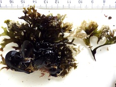 Ahnfeltiopsis devoniensis