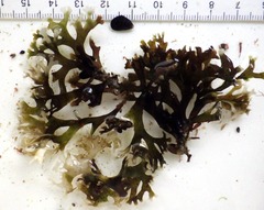 Ahnfeltiopsis devoniensis