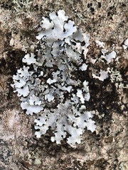 Parmelina pastillifera