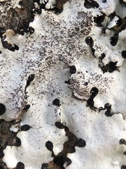 Parmelina pastillifera