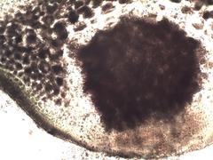 Ahnfeltiopsis devoniensis