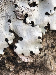 Parmelina pastillifera