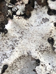 Parmelina pastillifera