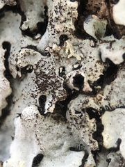 Parmelina pastillifera