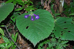 Raphiocarpus sesquifolius
